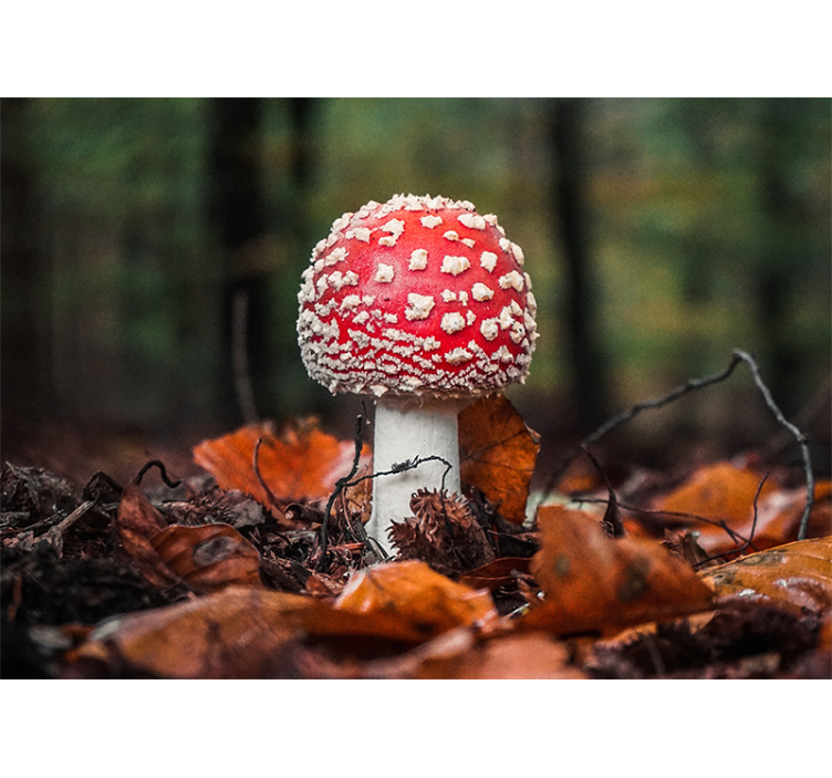Wall mural nature red toadstool mushroom - TenStickers