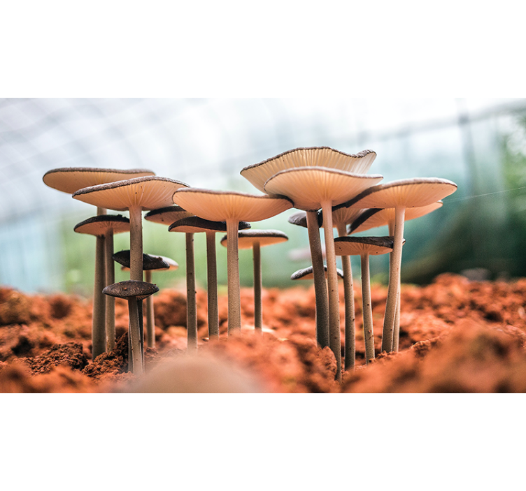Mushroom Cluster Scene other wall mural - TenStickers