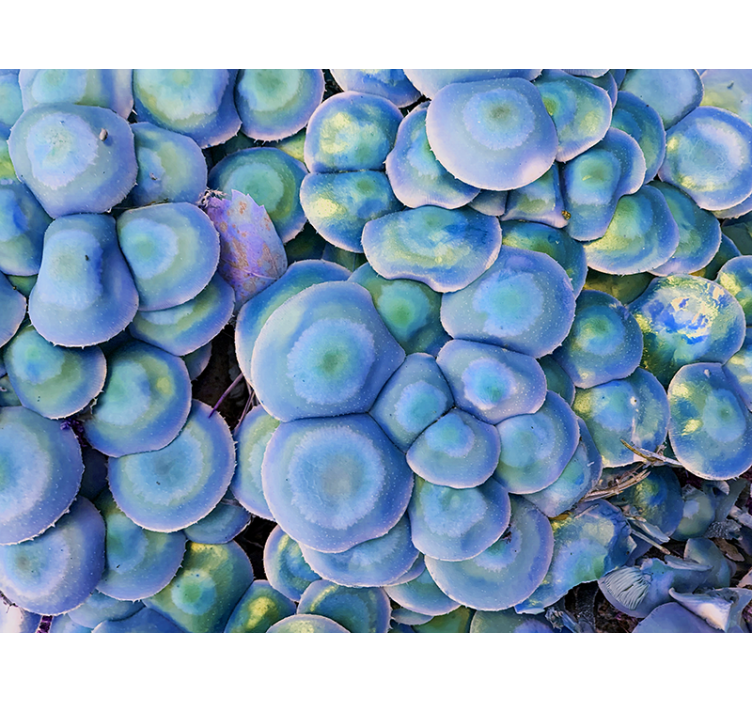 Wall mural nature colorful succulent detail - TenStickers