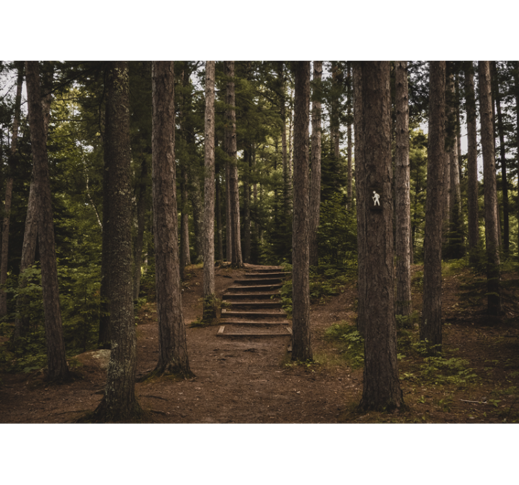 Forest wall mural forest pathway serenity - TenStickers