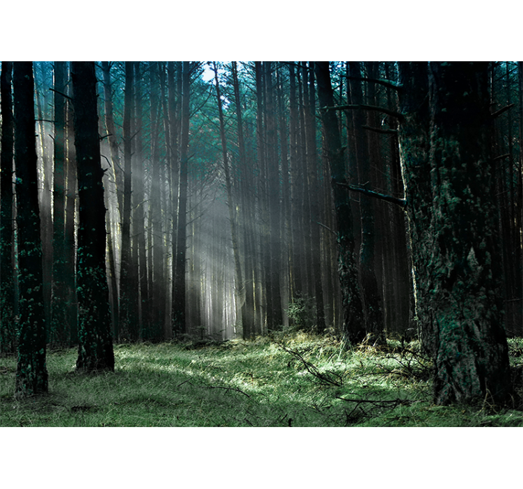 Forest wall mural radiant forest pathway - TenStickers