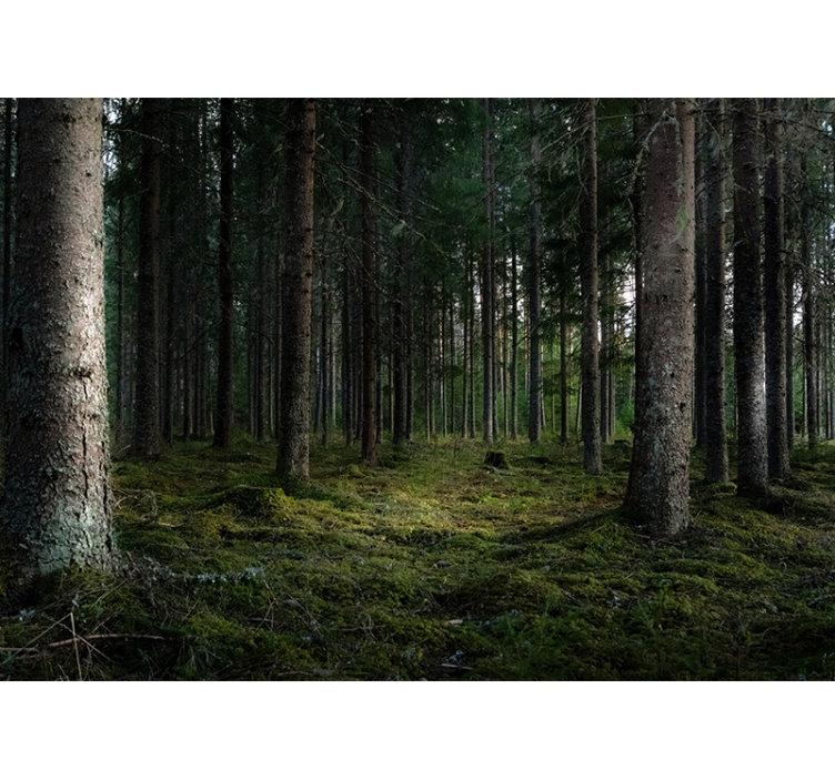 Serene Landscape forest wall mural - TenStickers