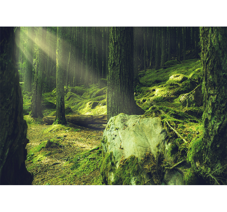 Wall mural nature sunlight through trees - TenStickers