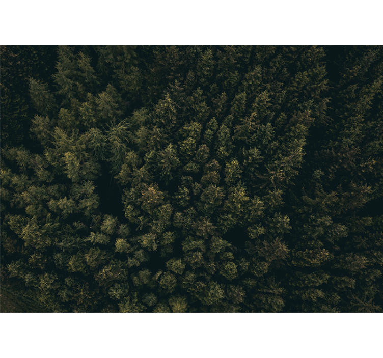 Wall mural nature lush green canopy - TenStickers