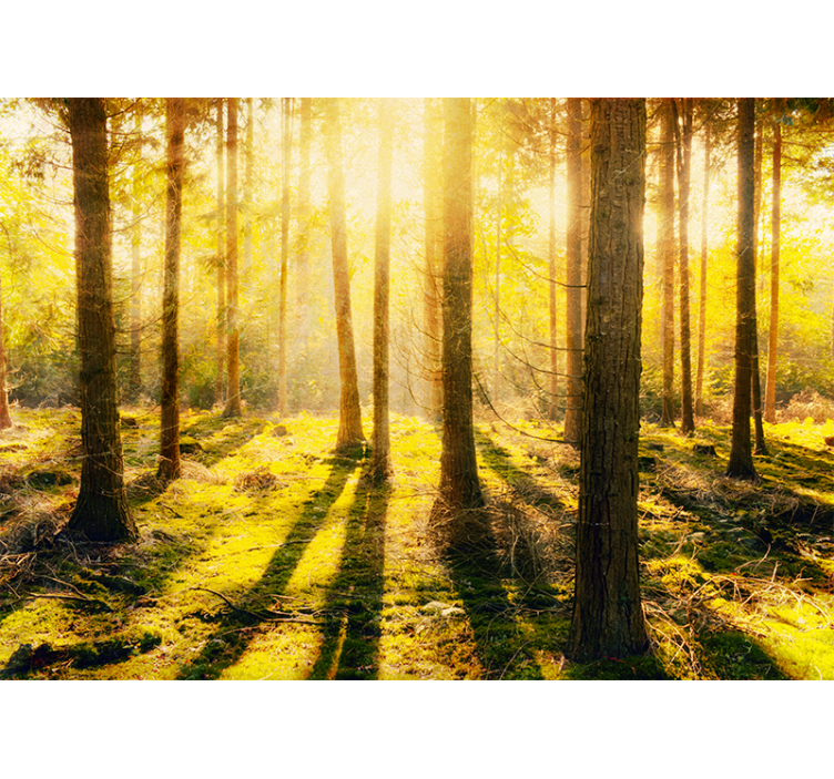 Wall mural nature sunlit forest scenery - TenStickers