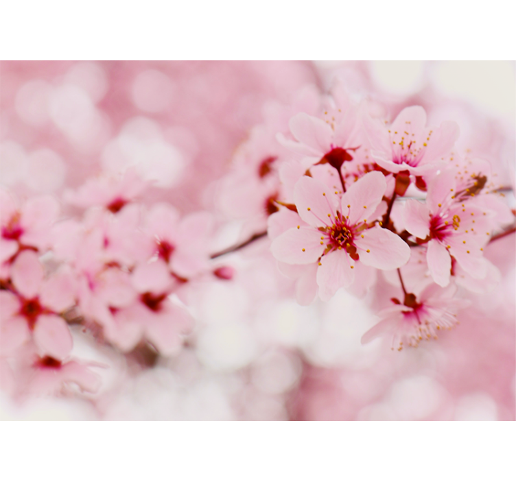 Cherry blossom blooms flower wall mural - TenStickers