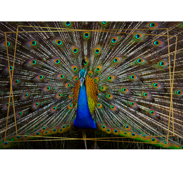 Animals wall mural regal peacock display - TenStickers