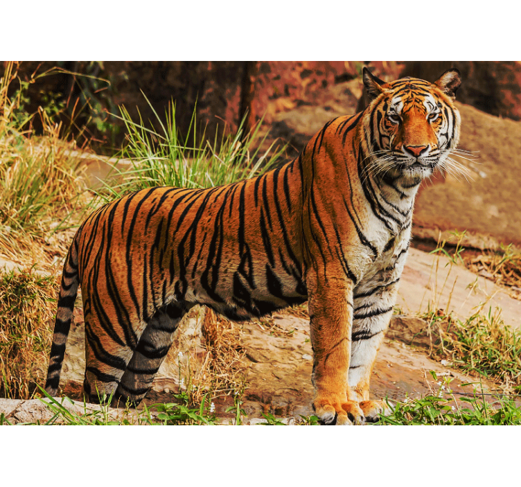 Animals wall mural majestic tiger presence - TenStickers