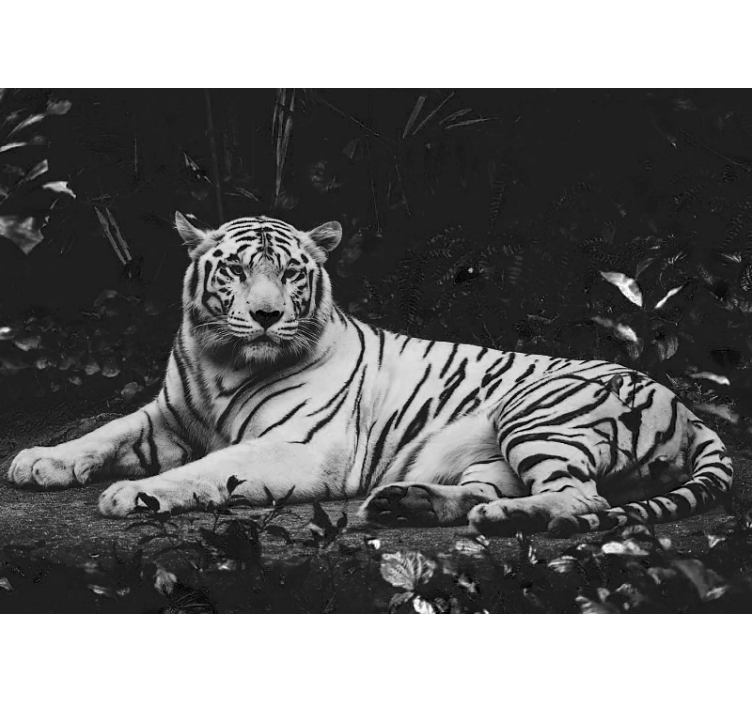 Animals wall mural noble white tiger - TenStickers