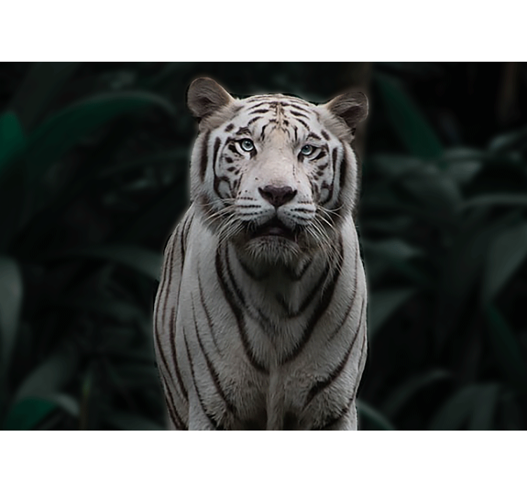 Animals wall mural regal white tiger - TenStickers
