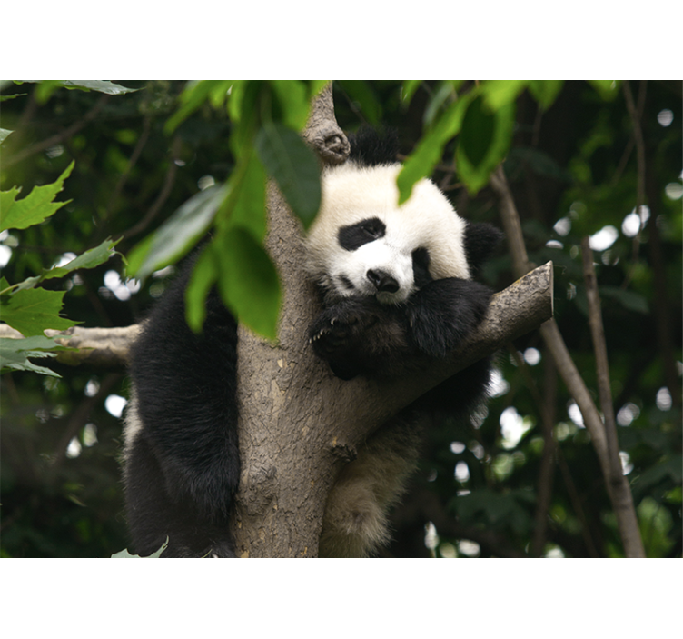 Animals wall mural panda resting in tree - TenStickers