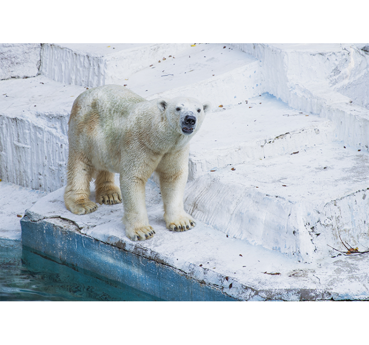 Animals wall mural polar bear pose - TenStickers