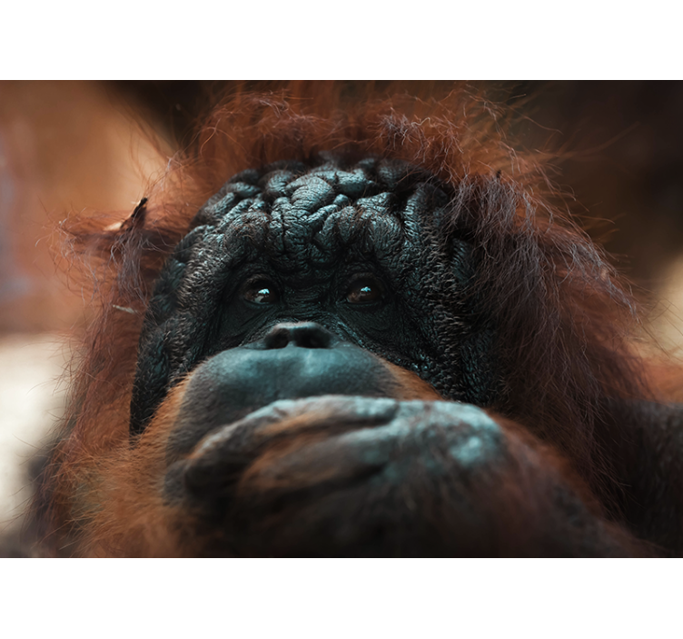 Animals wall mural orangutan's thoughtful gaze - TenStickers