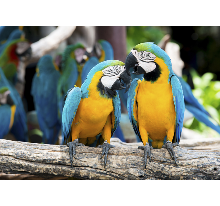 Parrot Pair Encounter animals wall mural - TenStickers