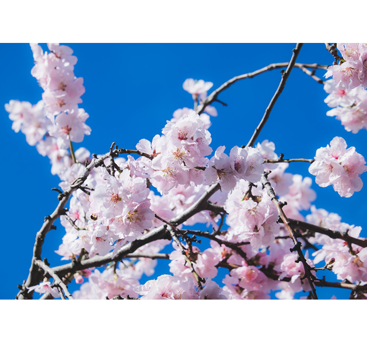 Cherry Blossom Branch flower wall mural - TenStickers