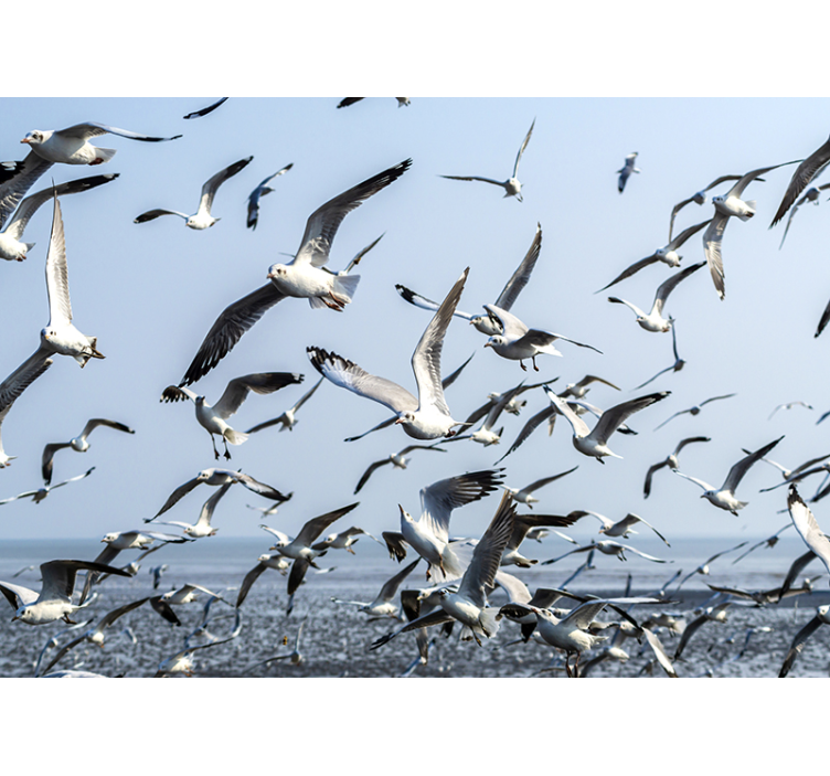 Animals wall mural gulls in flight - TenStickers