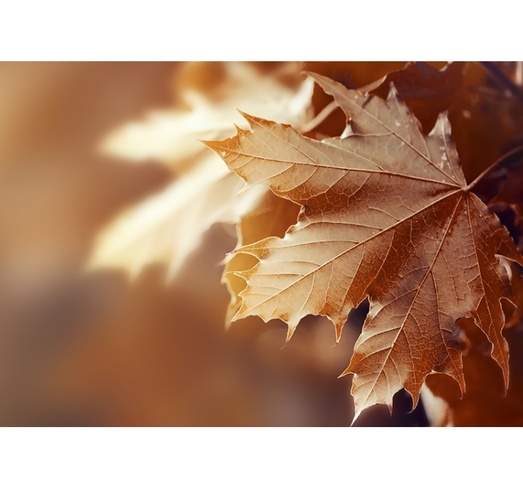 Flower wall mural maple leaf detail - TenStickers