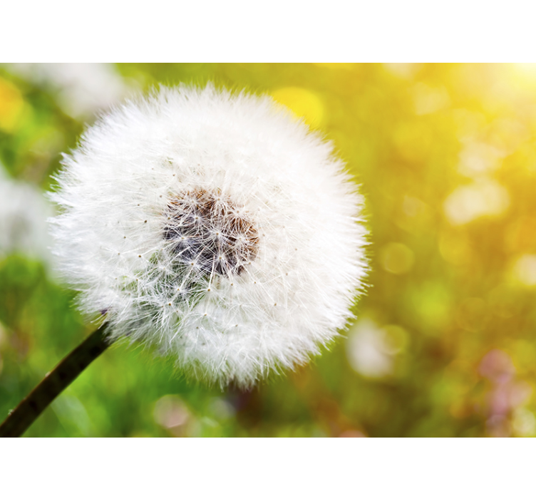 Dandelion wall mural dandelion seed head - TenStickers