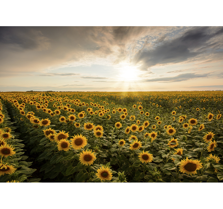Twilight in a sunflower meadow flower wall mural - TenStickers