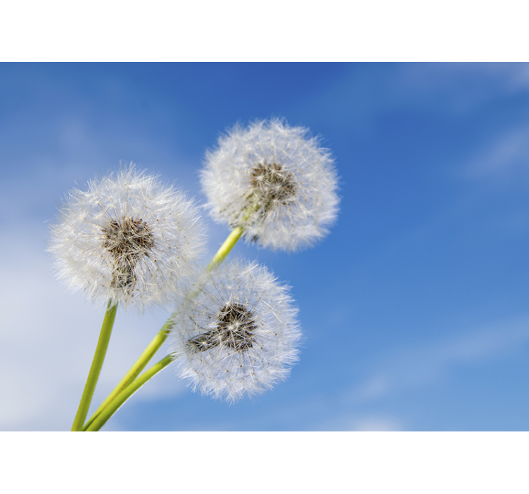 Dandelion wall mural dandelion seeds in the breeze - TenStickers