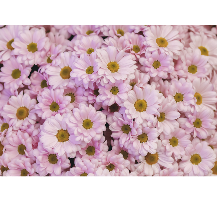 Flower wall mural pink daisy blossoms - TenStickers