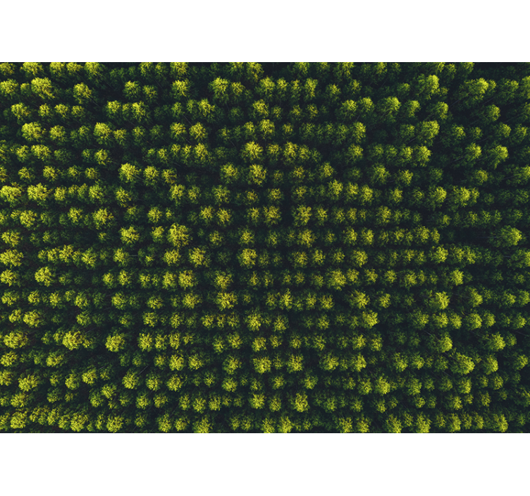 Wall mural nature verdant foliage scene - TenStickers