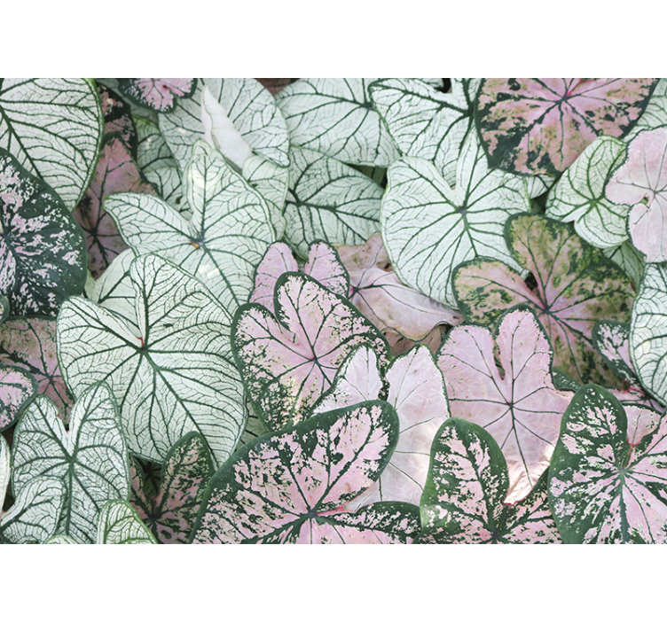 Wall mural nature leafy green patterns - TenStickers