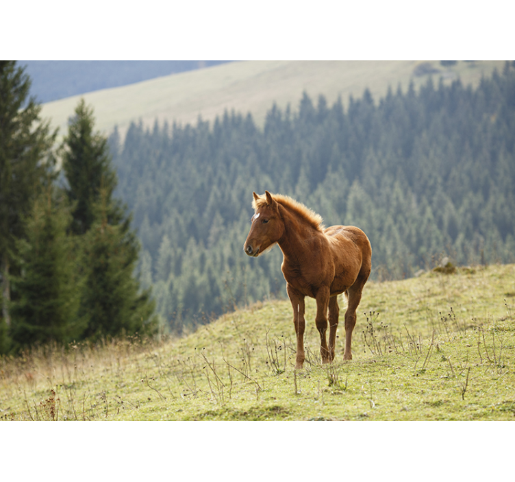 Horse in the forest wall mural - TenStickers