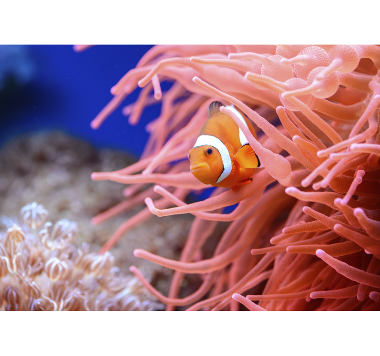 Animals wall mural clownfish among anemones - TenStickers