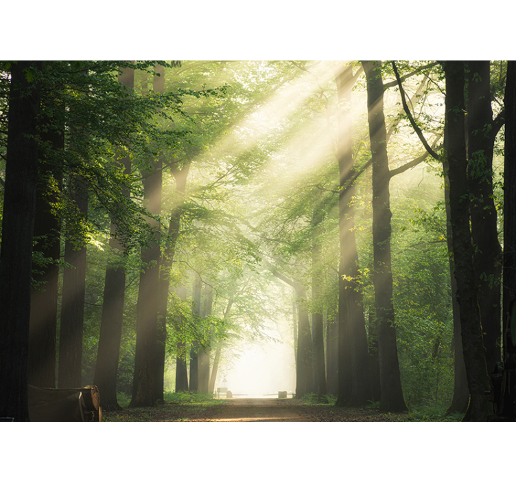 Wall mural nature sunlight through forest trees - TenStickers