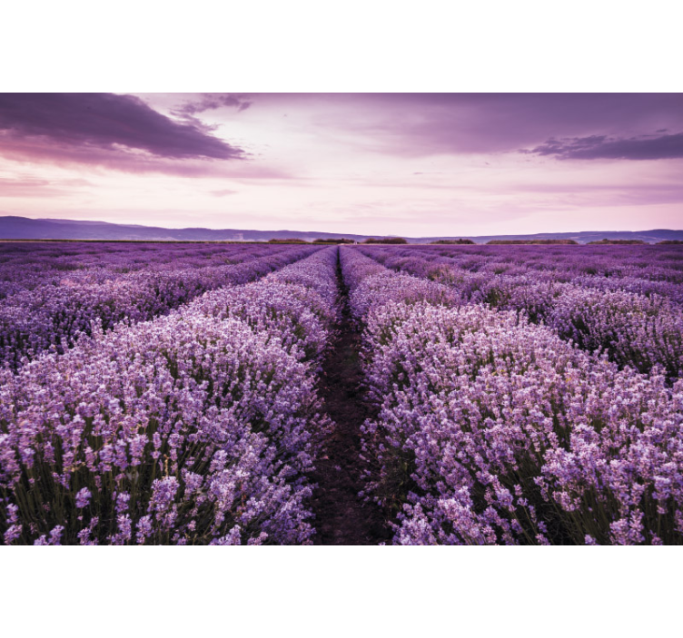 Lavender Field Serenity flower wall mural - TenStickers