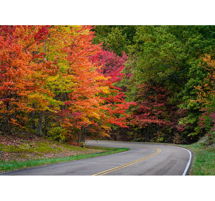Landscape wall mural autumn forest drive - TenStickers