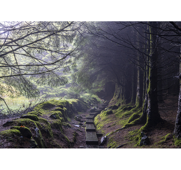 Forest wall mural mystic forest path - TenStickers