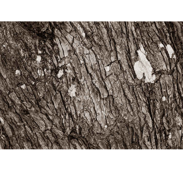 Texture wall mural textured tree bark - TenStickers