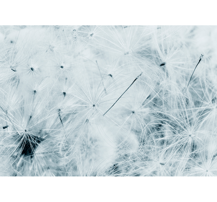 Delicate dandelion seeds dandelion wall mural - TenStickers