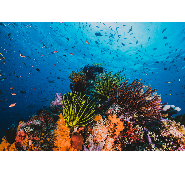 Under the sea wall mural underwater coral paradise - TenStickers