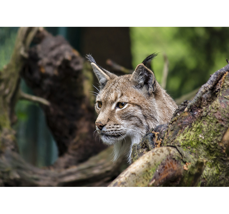 Lynx In Nature animals wall mural - TenStickers