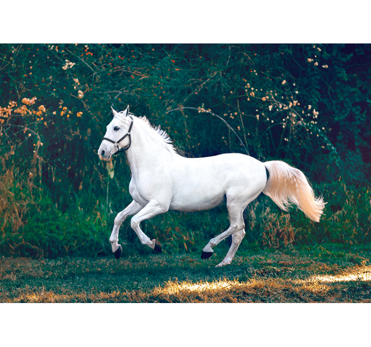 Regal White Equine animals wall mural - TenStickers