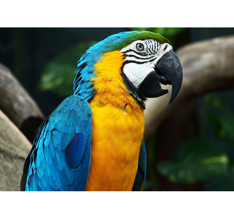 Macaw Bird Portrait animals wall mural - TenStickers