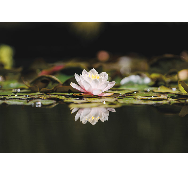 Lotus Blossom Serenity flower wall mural - TenStickers
