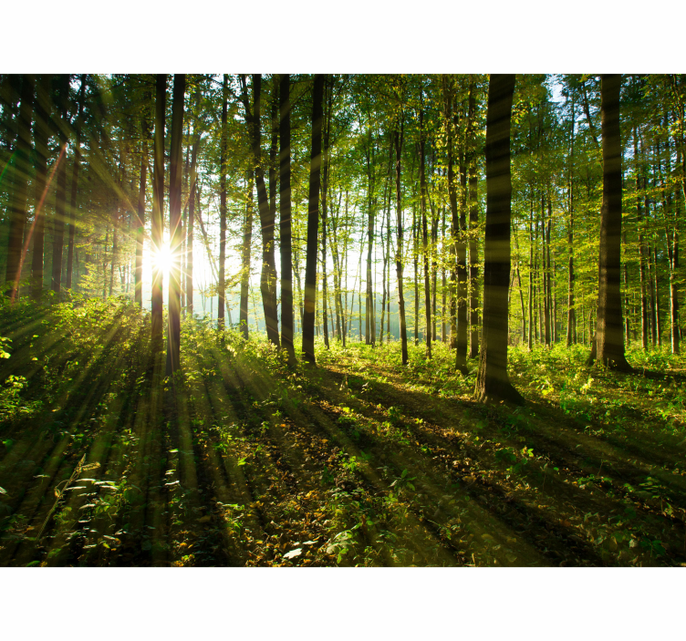 Wall mural nature sunny forest radiance - TenStickers