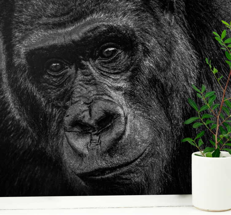 Animals wall mural gorilla close-up - TenStickers