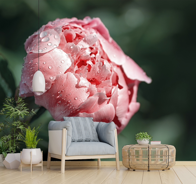 Dewy Rose Close-up flower wall mural - TenStickers