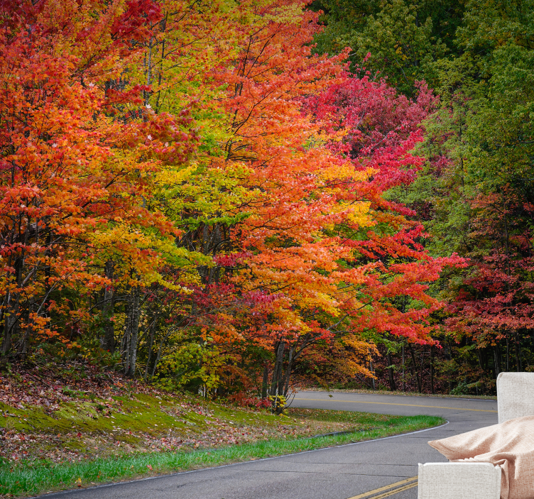 Landscape wall mural autumn forest drive - TenStickers