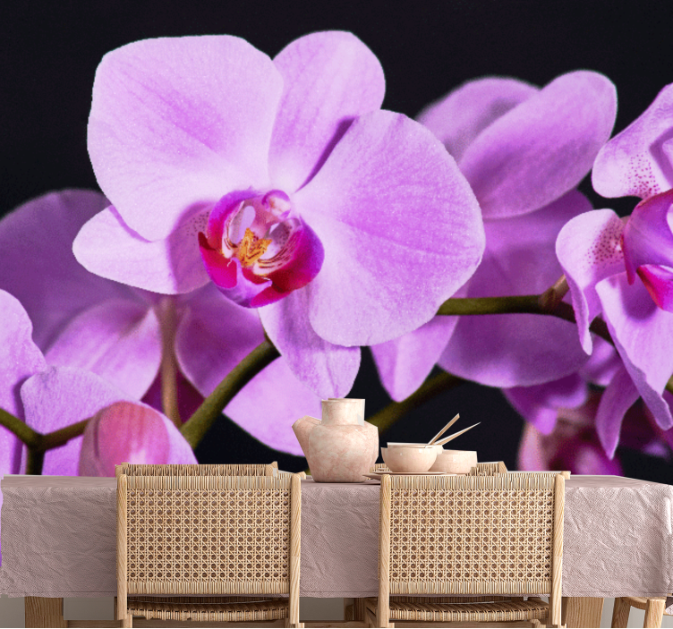 Orchid wall mural graceful orchid blossoms - TenStickers