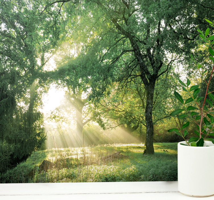 Wall mural nature serene sunlit forest - TenStickers