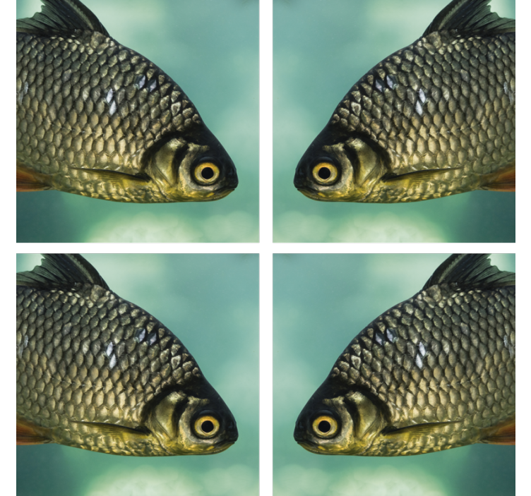 Geek coasters with realistic fish designs - TenStickers