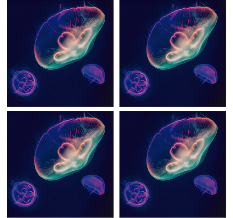 Beautiful multicolored jellyfish fish coaster - TenStickers