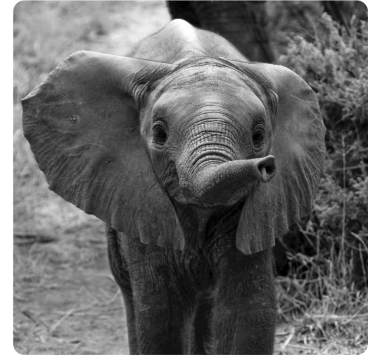 Vintage coasters adorable baby elephant - TenStickers