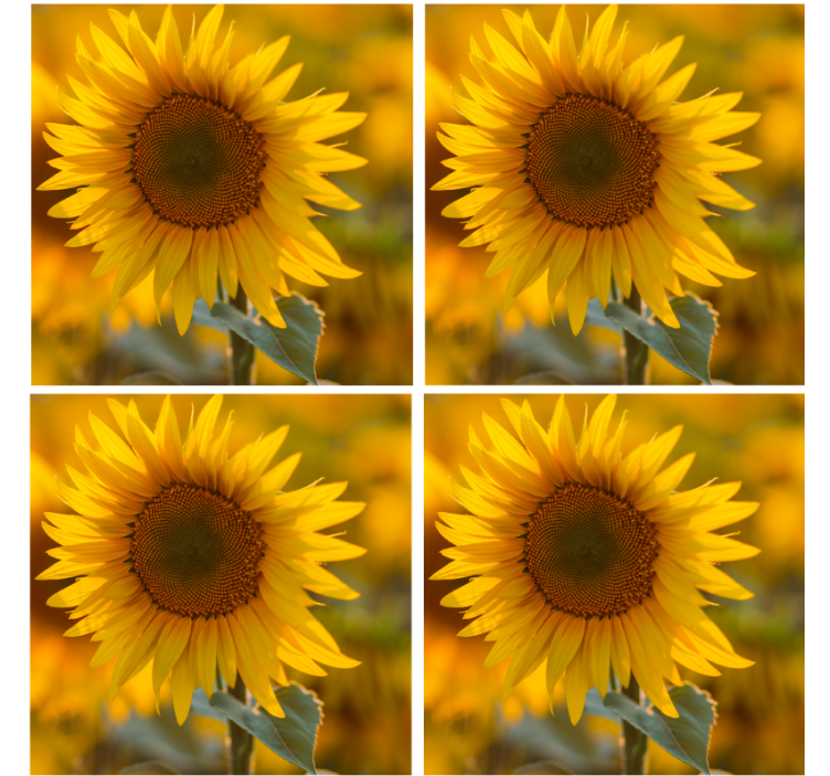 Realistic sunflower coasters - TenStickers